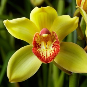 Click to enlarge image 1a-witte-cymbidium.jpg